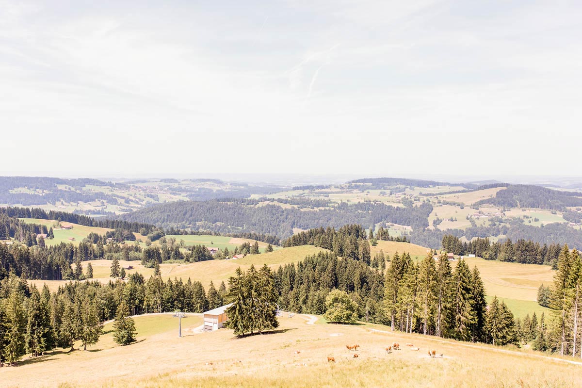 Blick über die grünen Hügel des Allgäus von der Alpe Hohenegg